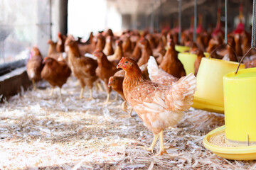 A lot of brown chicken in chicken farm © maybeiii