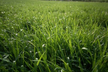 Obraz premium Texture of lush green grass suitable for backgrounds