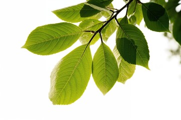 Fototapeta premium White backdrop featuring vibrant green foliage from a nearby tree.
