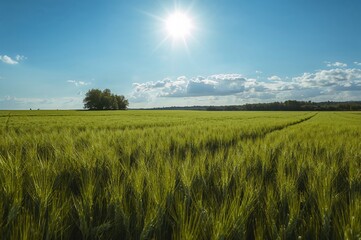 Lush verdant crop area