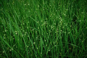Lush natural grass adorned with tiny blossoms