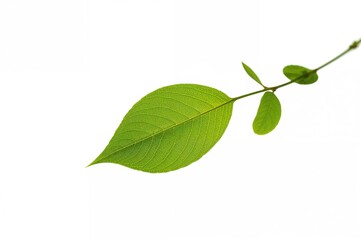 Fototapeta premium Isolated Branch with Green Leaves on a White Backdrop