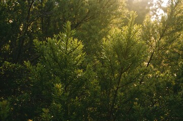 Obraz premium Sunlit Young Cypress Branches Creating a Lush Green Backdrop
