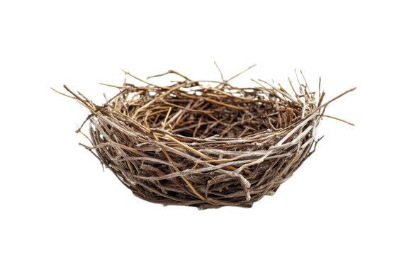 Birds nest on white background,png