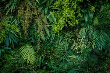 Background wall covered with green plants