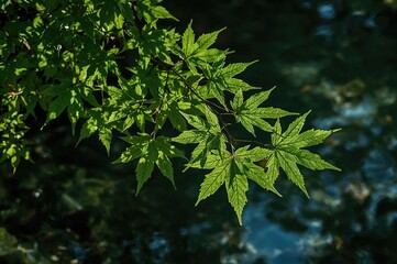 Fototapeta premium Branch with green maple leaves hovering above water