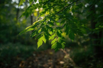 Fototapeta premium Lush Neem Foliage Amidst Woodland