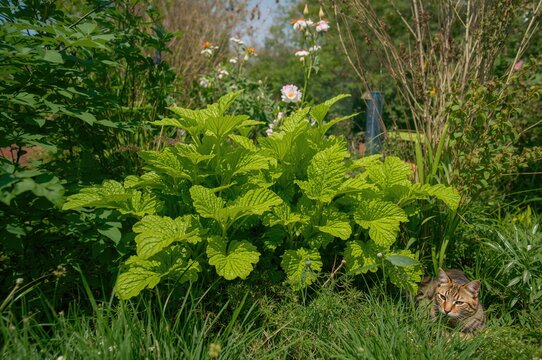 Lush foliage of Acalypha Indica, also known as Tree-seeded mercury, thriving in a natural herbal garden