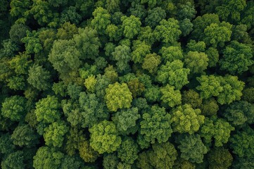 Lush Greenery Set Against a White Backdrop with Transparent Background for Digital and Print Use
