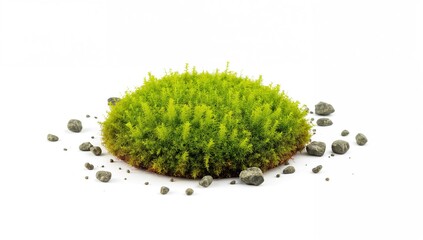 Bright green moss on a white background