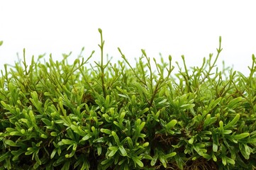 Isolated green moss and twigs on a white backdrop