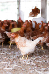 A lot of brown chicken in chicken farm