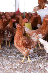 A lot of brown chicken in chicken farm