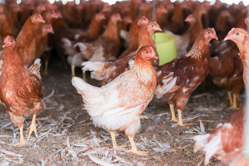 A lot of brown chicken in chicken farm
