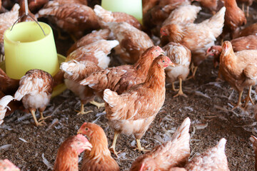 A lot of brown chicken in chicken farm
