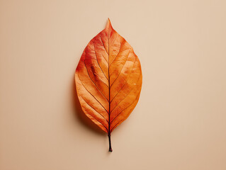 Autumn Leaf on Neutral Background