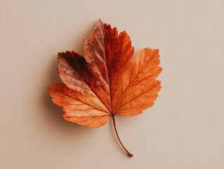 Autumn Leaf on Neutral Background