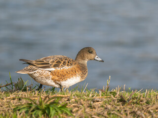 地面を歩くヒドリガモ