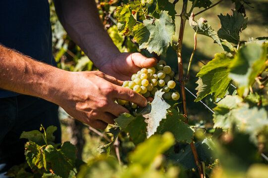 Farmer harvesting ripe grapes from vineyard vine