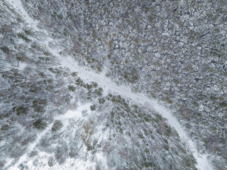 Aerial view of the road in the winter forest with high pine or spruce trees covered by snow. Driving in winter.