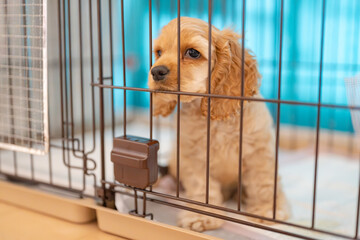 ケージに入る犬（アメリカンコッカースパニエル） © Peak River