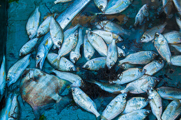 
Fish and seafood inside the wooden fishing boat, arriving from the sea with lots of food