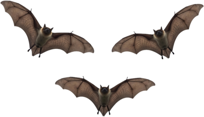Three brown bats isolated on a transparent background, showcasing a flying position PNG image, symbolizing nocturnal wildlife, nature, or Halloween themes