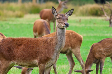 Red Deer Herd Grazing in a Meadow