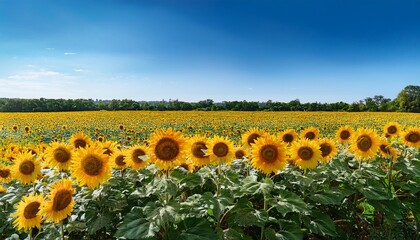 Obraz premium picturesque sunflower field cut out