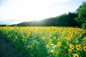 日本のひまわり畑