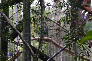 parque das aves - mfoz do iguaçu