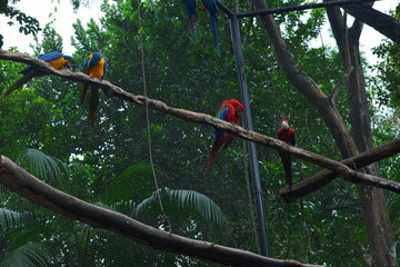 parque das aves - mfoz do igua&ccedil;u