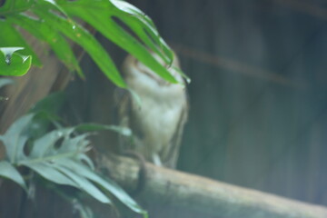 parque das aves - mfoz do iguaçu