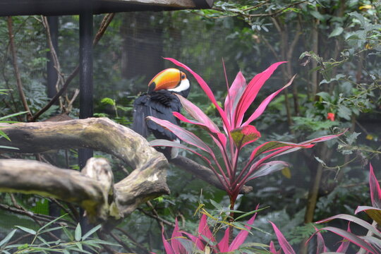 parque das aves - mfoz do igua&ccedil;u