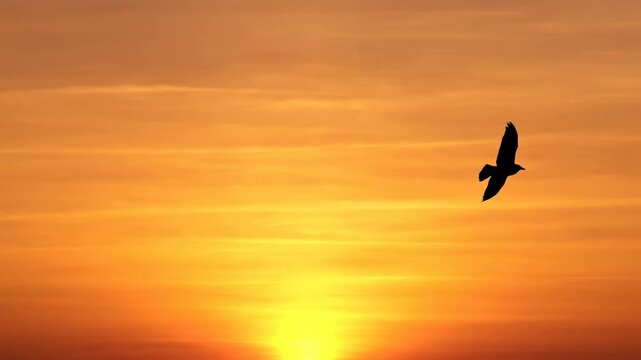 Bird flying silhouette across golden sunrise sky with warm orange light creating peaceful and inspiring atmosphere nature during early morning flight over peaceful sky and golden sunrise nature scene
