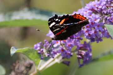 Red admiral butterfly (Vanessa Atalanta) on Lily Grass