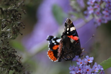 Red admiral butterfly (Vanessa Atalanta) on Lily Grass