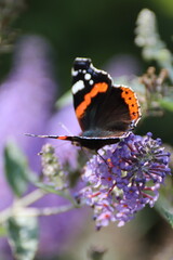 Red admiral butterfly (Vanessa Atalanta) on Lily Grass