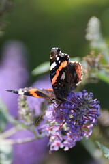 Red admiral butterfly (Vanessa Atalanta) on Lily Grass