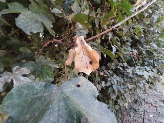 Dry leaf in green leaves isolated background. Fallen Autumn Leaves Among Greenery. A Single Dead...