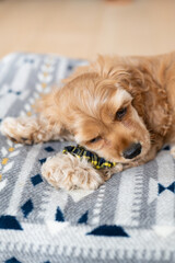 部屋で戯れる仔犬（アメリカンコッカースパニエル）