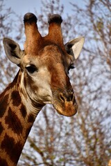 portrait of a giraffe