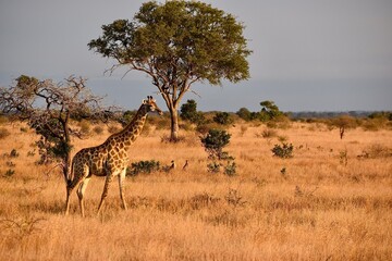 giraffe walking through the golden grass of the African savanna at sunset © Yve