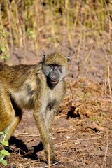 Obraz premium Wild baboon walking in dry landscape