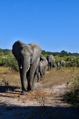 The elephant trail