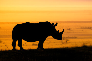 Obraz premium Silhouette of a Rhinoceros Against a Vibrant African Sunrise Landscape