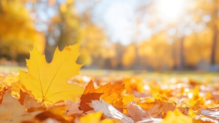 Autumn's Golden Embrace: A low-angle shot of a vibrant autumn day. A bright yellow oak leaf lies amidst a bed of golden leaves, bathed in soft sunlight.