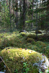 Autumn forest in Scandinavia, rocks covered with moss, spruce trees.