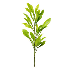 Close-up of a vibrant green plant sprig