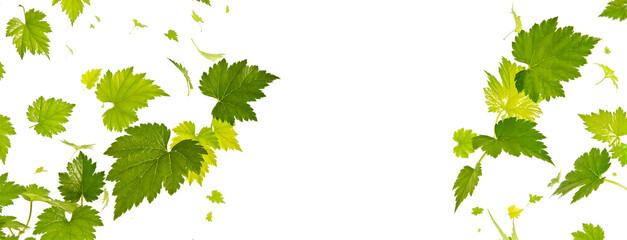 Green Floating Leaves Flying Leaves Green Leaf floating on white background png transprent